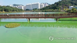 녹조로 뒤덮힌 광주 풍암호수공원