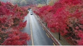 도심에서 가을정취 만끽…대구 추억의 가을길 24곳 선정