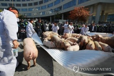 돼지 몰고 농식품부 진입 시도하는 농민들