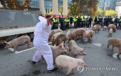 돼지 몰고 항의 시위하는 잔반 양돈인들