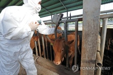 영천시, 모든 소·염소 구제역 백신접종 실시