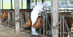 영천시, 모든 소·염소 구제역 백신접종 실시