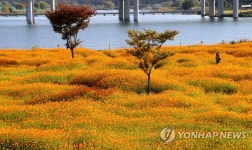 대전 갑천 둔치에 노랑 코스모스 활짝