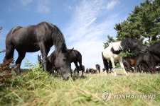 여유롭게 풀 뜯는 한라마들