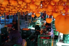 달콤쫀득 영동 곶감 만들기 한창
