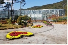 국화 향 가득한 가을 속으로…부산 화명수목원서 전시회