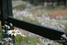 울릉도에 만개한 울릉국화