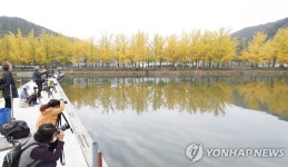 황금 옷 갈아입은 괴산 은행나무길 장관