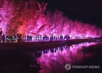 황금 옷 갈아입은 괴산 은행나무길 야경