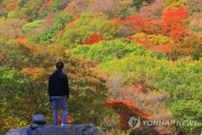 [#꿀잼여행] 제주권: 단풍 그림동화 펼쳐진 한라산·들녘…주말 절정이래요