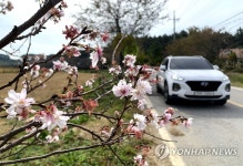 태안 도로변에 철 잊은 벚꽃 만개