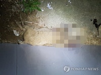 부산서 사살된 멧돼지