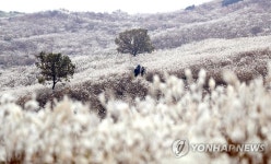 아름다운 황매산 억새