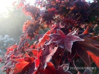 단풍 위로 내려앉은 서리