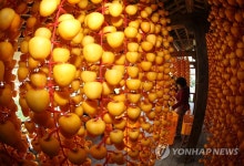 곶감 만들기 한창인 농촌 마을