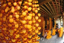 곶감 만들기 한창인 농촌 마을