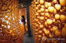 곶감 만들기 좋은 계절이 돌아왔다