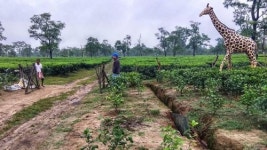 인도 차밭에 등장한 기린 허수아비…코끼리 떼 쫓는 데 특효