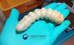 46년만에 발견된 장수하늘소 유충, 과학관서 무럭무럭
