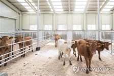 국립축산과학원 가축유전자원센터 한우 입식