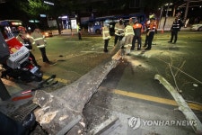 도로 덮친 가로수
