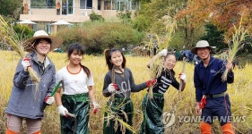 낫으로 벼 베기 체험하는 어린이들