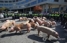 농장 돼지열병 한 달째 잠잠…멧돼지는 여전히 복병