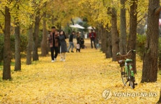 가을의 정취 풍기는 은행나무길
