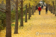 황금빛의 은행나무길