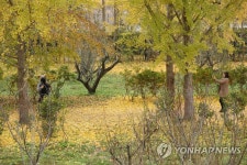 가을의 향기 풍기는 은행나무 수목원