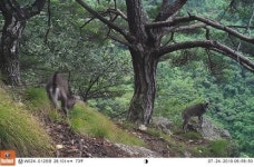 멸종위기 야생생물 1급 산양, 월악산에 100마리 서식 확인