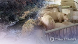 돼지 침출수 유출에 수질 문제없어…파주 금파취수장 재개