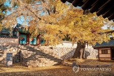노랗게 물든 서산향교 은행나무
