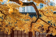 노랗게 물든 서산향교 은행나무