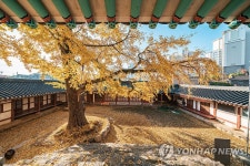 노랗게 물든 서산향교 은행나무