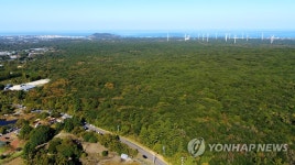 제주 선흘리 동백동산