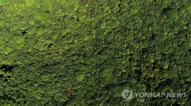 제주 선흘리 동백동산