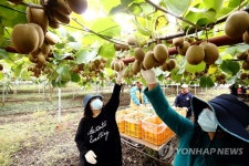 제스프리 제주 골드·썬골드키위 2019년도 첫 출하