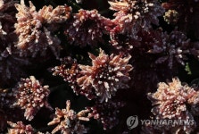 서리꽃이 활짝 피었습니다