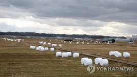 들녘 차지한 곤포사일리지