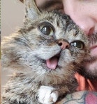 수백만 팔로워 거느린 메롱 고양이 릴버브 하늘나라로