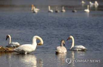 영산강 찾은 천연기념물 고니