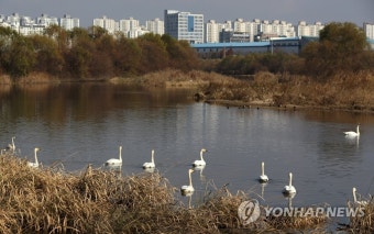 도심 속 천연기념물 고니