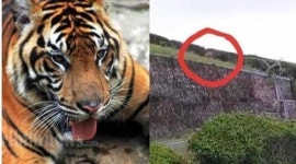 인니서 임신한 호랑이 밀렵 일당 체포…뱃속 태아까지