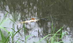 하천생태계, 한강·낙동강·섬진강이 금강·영산강보다 나아