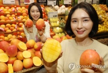 롯데마트에서 2종류의 호주산 애플망고 만나보세요