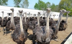 北에선 귀한 몸 된 타조…고기에 뼈까지 활용