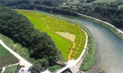 정선에 은행나무 숲 조성…축구장 5.6배 규모