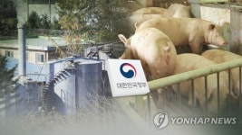 아프리카돼지열병 살처분 보상금 852억원 국비 지원