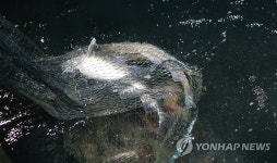 제철 맞은 대구